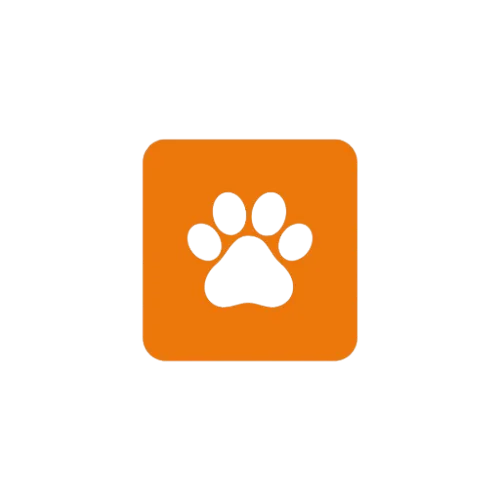 Cats available on Pettify
